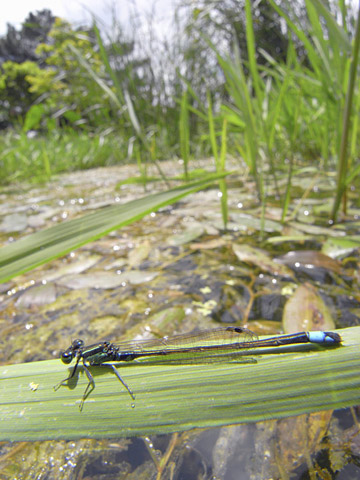 アオモンイトトンボ アオモンイトトンボ