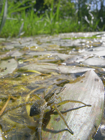 キクヅキコモリグモ キクヅキコモリグモ