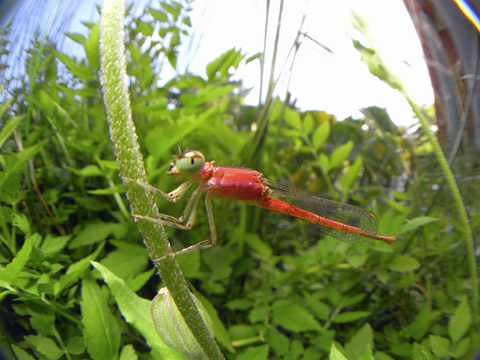 コフキヒメイトトンボ未成熟雌 コフキヒメイトトンボ未成熟雌