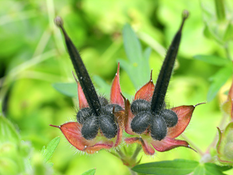 アメリカフウロ実 アメリカフウロ実