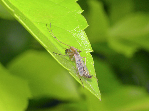 ユスリカの一種？