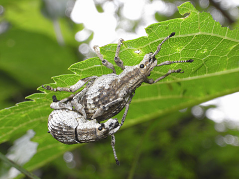 オキナワクワゾウムシ