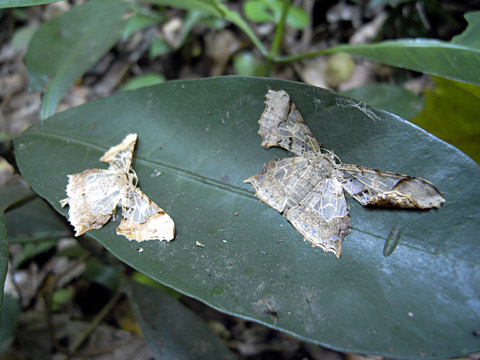 スカシエダシャク