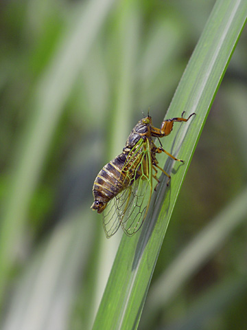 イワサキクサゼミ