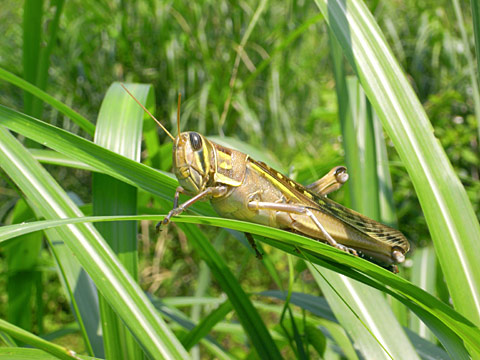 タイワンツチイナゴ