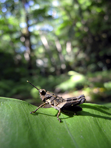 オキナワモリバッタ？