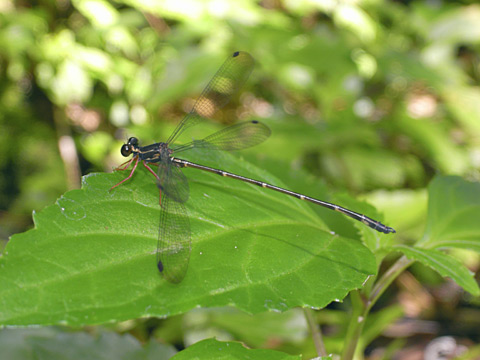 リュウキュウトゲオトンボ