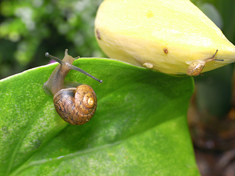 ウスカワマイマイ