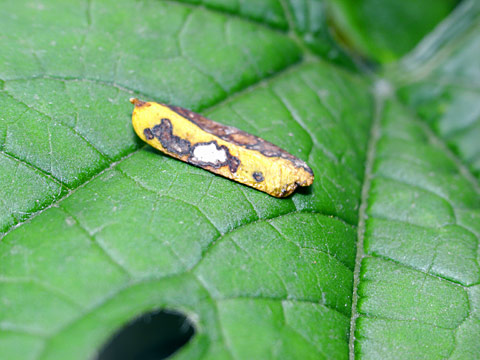 ハマキガモドキ