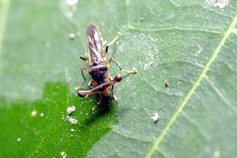 ヒメシュモクバエ