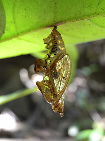 ヤエヤマイチモンジ蛹