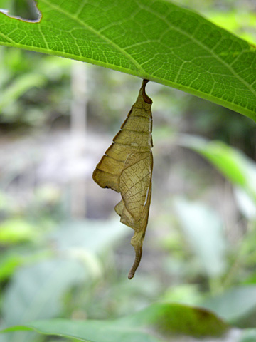 イシガケチョウ蛹