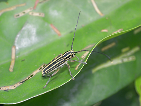 スジシロカミキリ