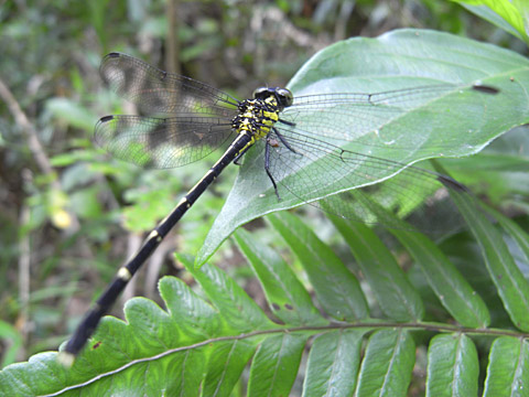 ヒメホソサナエ