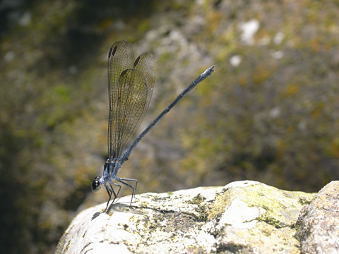 チビカワトンボ