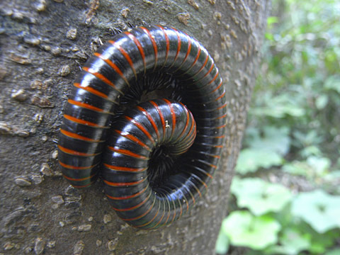 ヤエヤママルヤスデ