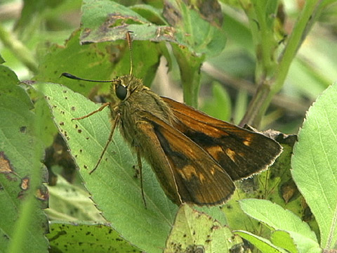 アサヒナキマダラセセリ