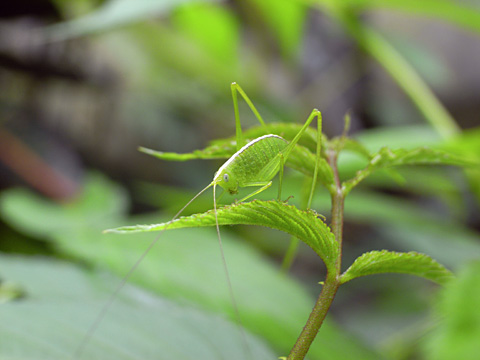 セスジツユムシ幼虫