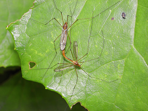 ガガンボの一種