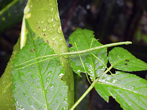 ナナフシの一種の幼虫