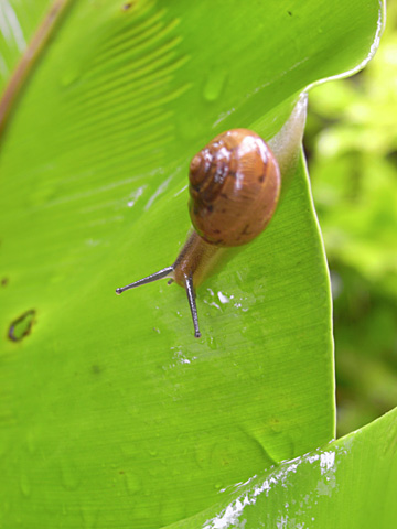 ウスカワマイマイ