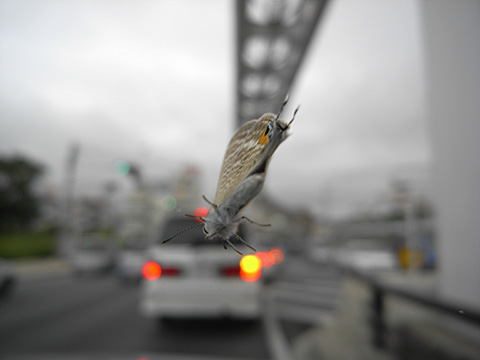 ウラナミシジミ