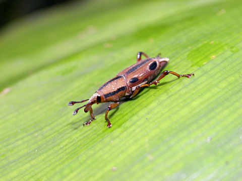 ヨツメオサゾウムシ
