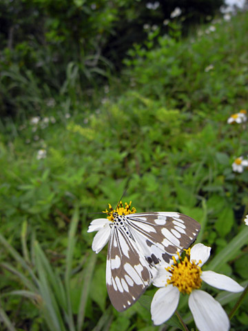 モンシロモドキ