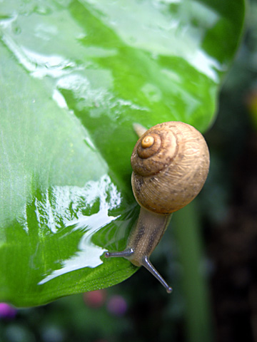 ウスカワマイマイ
