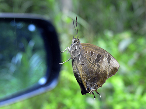 ムラサキツバメ