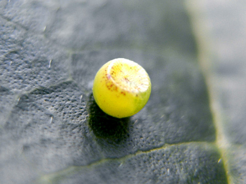 フタオチョウ卵