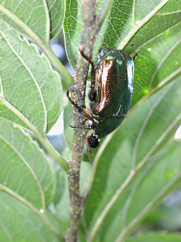 リュウキュウツヤハナムグリ