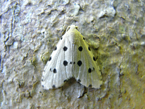 ヒメゴマフコヤガ