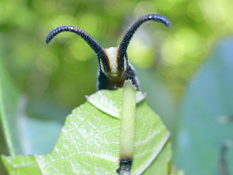 イシガケチョウ幼虫