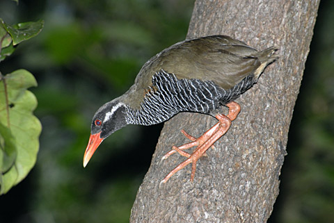 ヤンバルクイナ