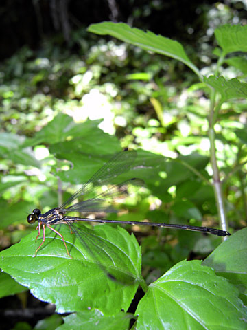 リュウキュウトゲオトンボ リュウキュウトゲオトンボ