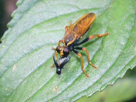 ハラグロオニイシアブ ハラグロオニイシアブ
