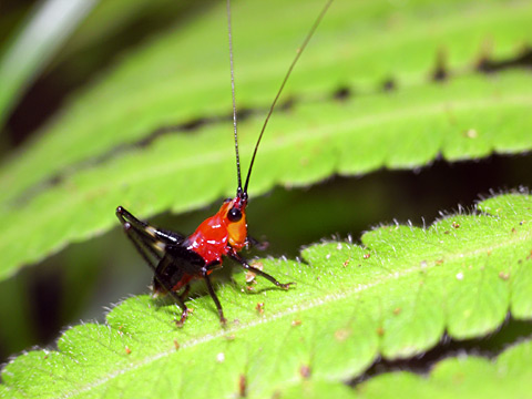 ササキリ若齢幼虫 ササキリ若齢幼虫