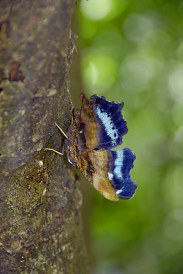 ルリタテハ ルリタテハ