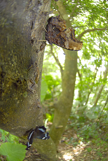 ルリタテハ ルリタテハ