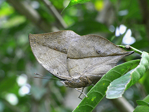 コノハチョウ コノハチョウ