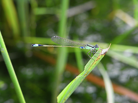 アオモンイトトンボ アオモンイトトンボ