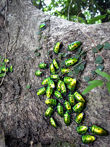 ナナホシキンカメムシ ナナホシキンカメムシ
