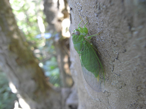 クロイワゼミ クロイワゼミ