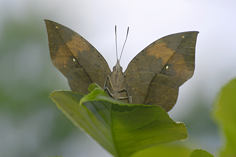 コノハチョウ コノハチョウ