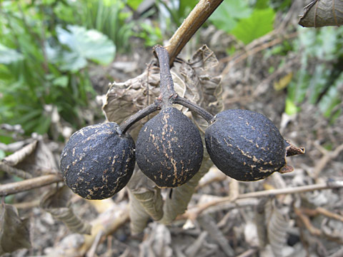 バンジロウの実 バンジロウの実