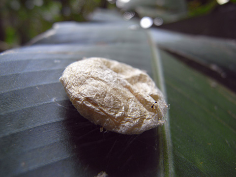 アシダカグモ?の卵曩 アシダカグモ?の卵曩