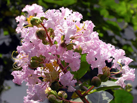 サルスベリの花 サルスベリの花