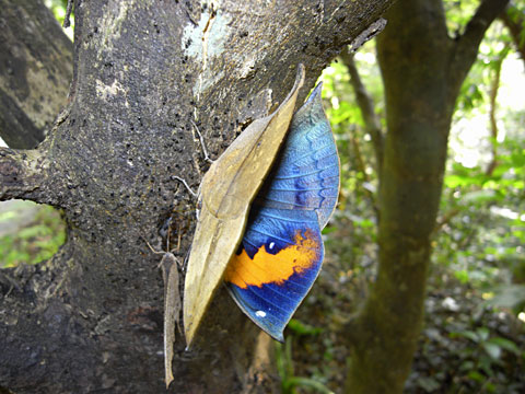 コノハチョウ コノハチョウ