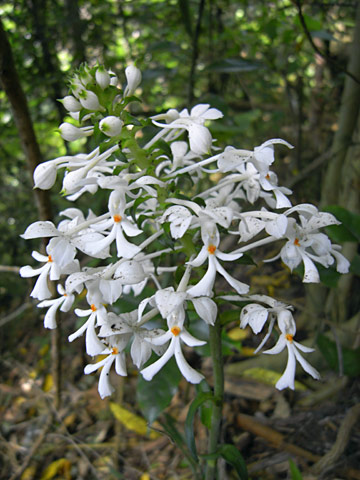 ツルランの花 ツルランの花